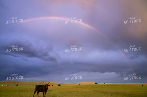 Serene Countryside Scene with Grazing Cattle and Rainbow Under Dramatic Clouds 65232