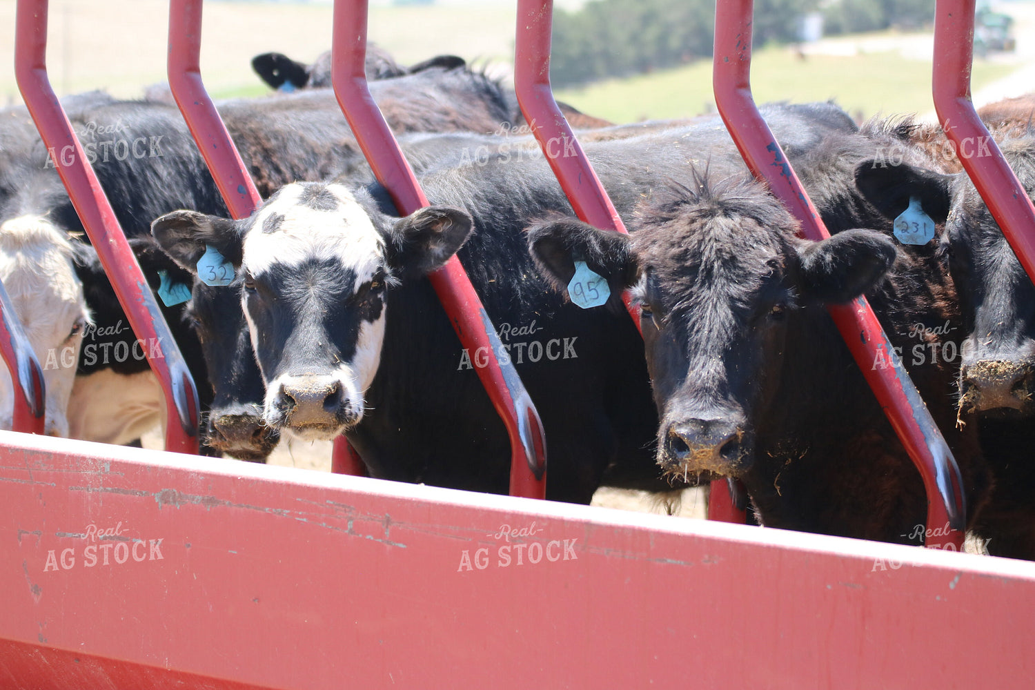 Cattle in Farmyard 82112