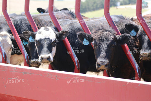 Cattle in Farmyard 82112