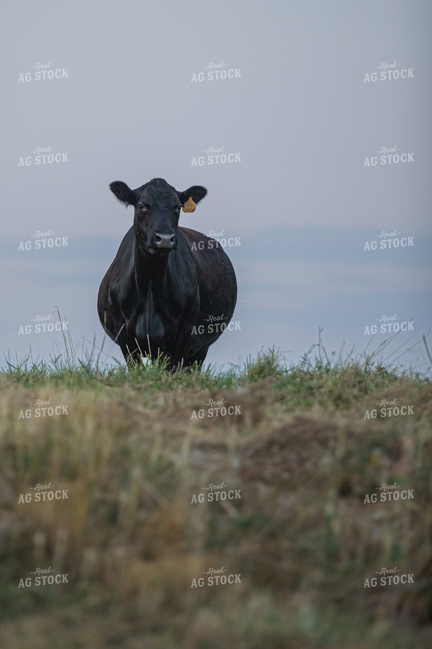 Angus Cow 189042