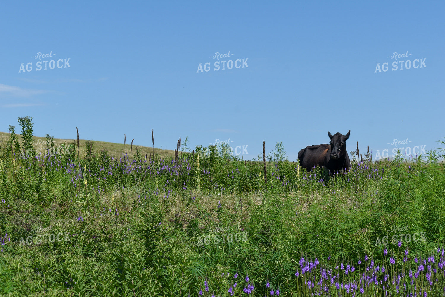 Cattle on Pasture 259008