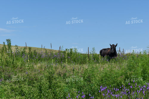Cattle on Pasture 259008