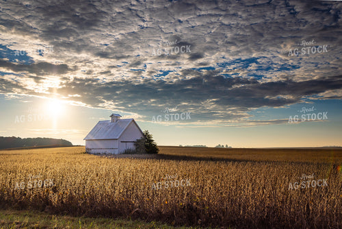 Barn and Soybean Field 124002