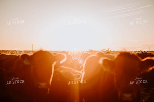 Cattle in Pasture at Sunset 77232