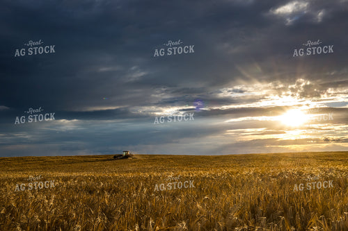 Swather Harvesting Hay at Sunset 138047