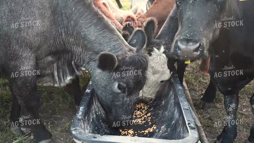 Cattle Eating Corn Feed at Pasture - 377