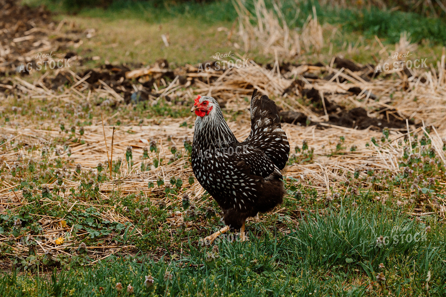 Pullet Laying Chicken 104066