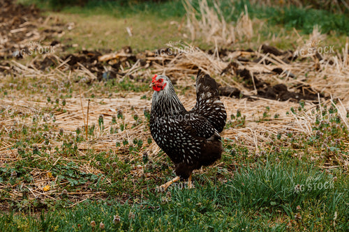 Pullet Laying Chicken 104066
