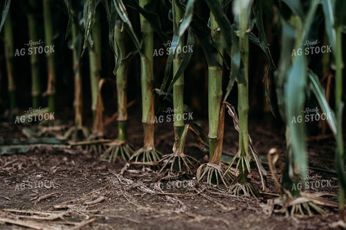 Corn Roots 196324