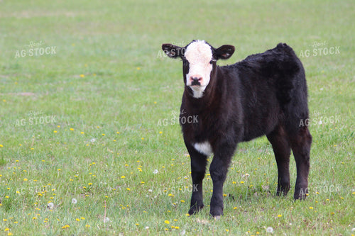 Black Baldy Calf 63060