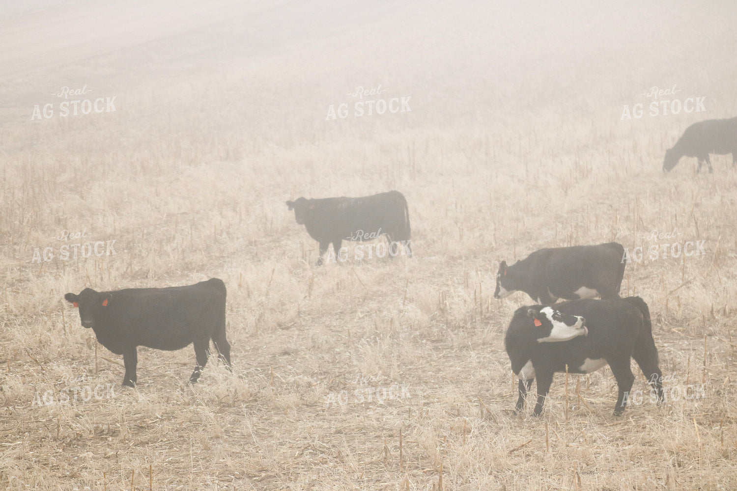 Angus Cattle on Pasture 82212