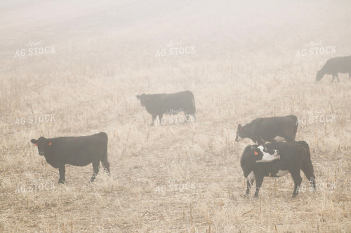 Angus Cattle on Pasture 82212