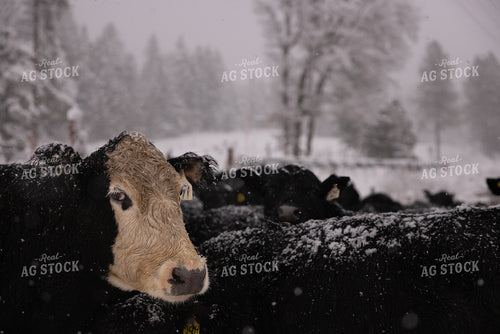 Cattle in Snowy Pasture 66103