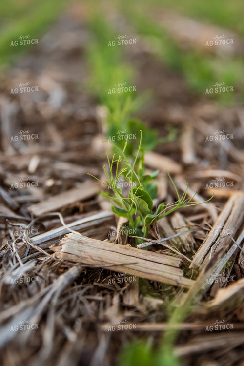 Pea Plants 76159