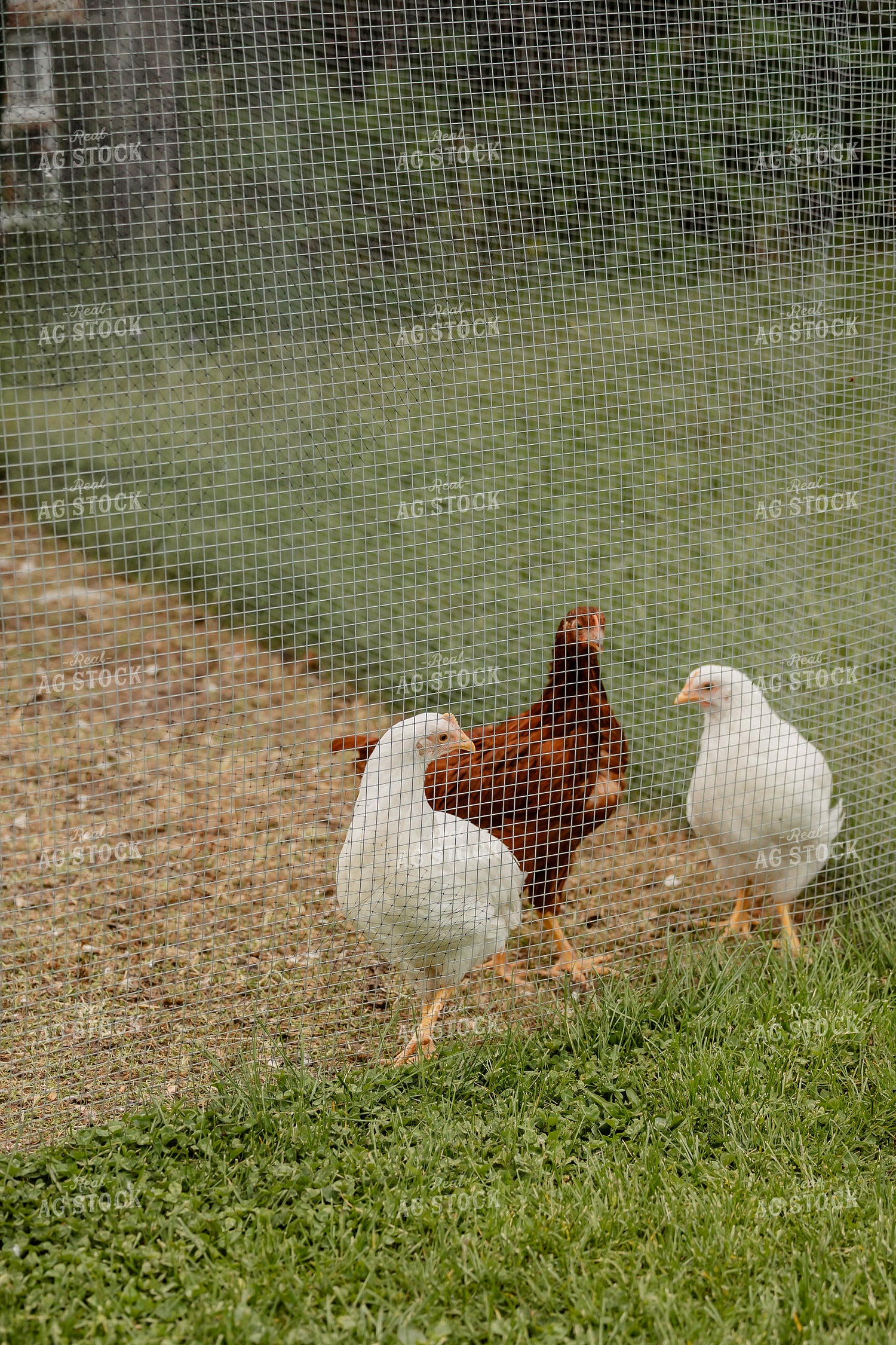 Pullet Laying Chickens 104074