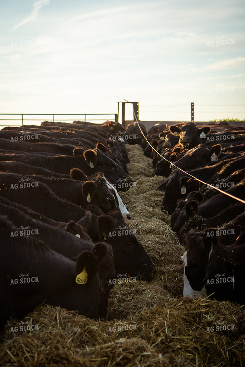 Feeding Cattle 268388