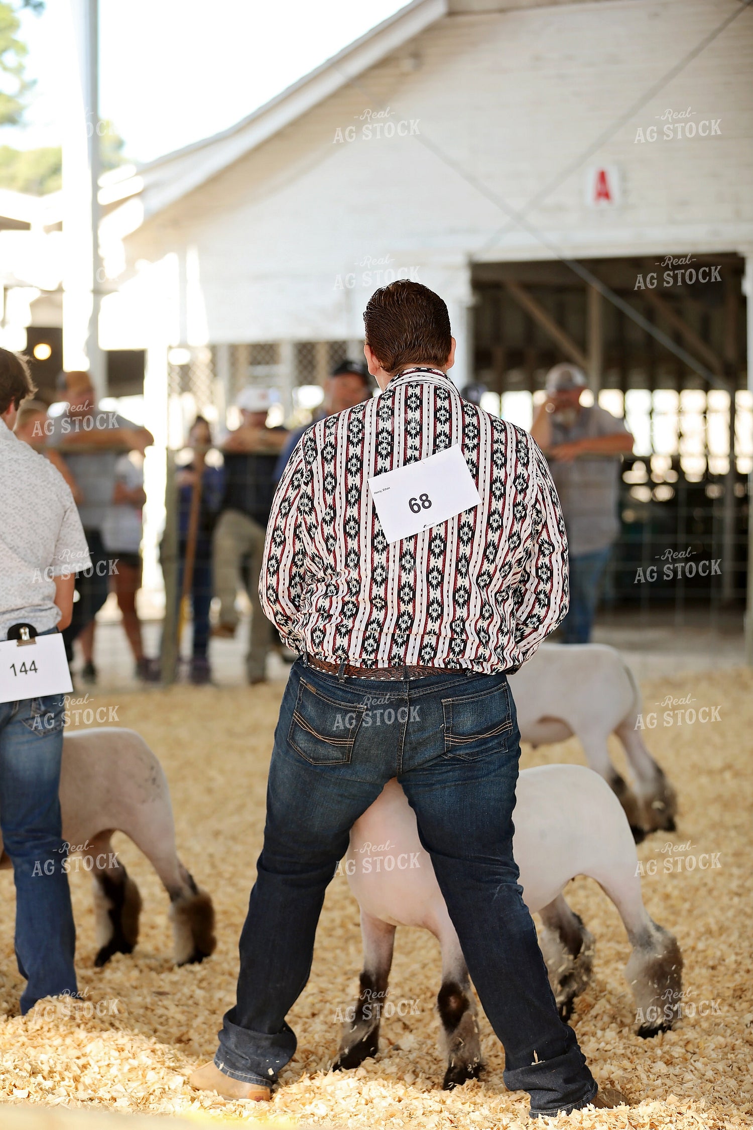 Showing Sheep 127091