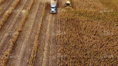 Silage Harvest 187038
