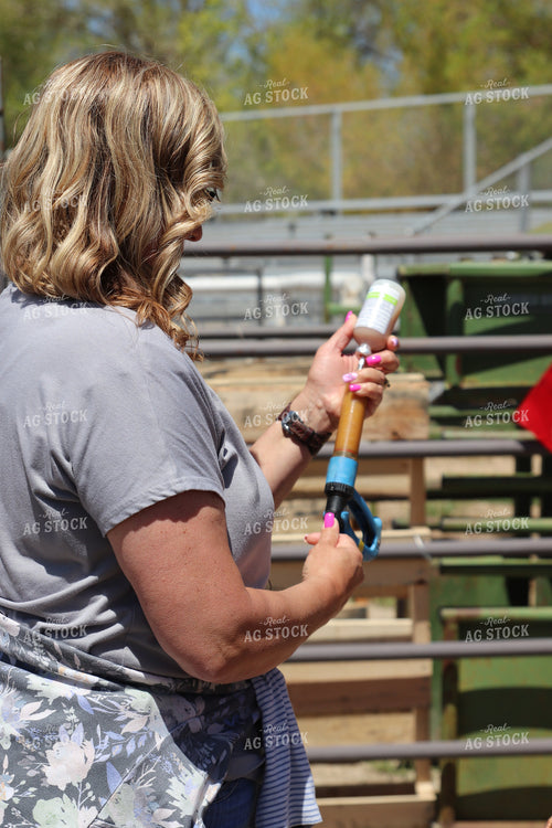 Working Cattle 102153