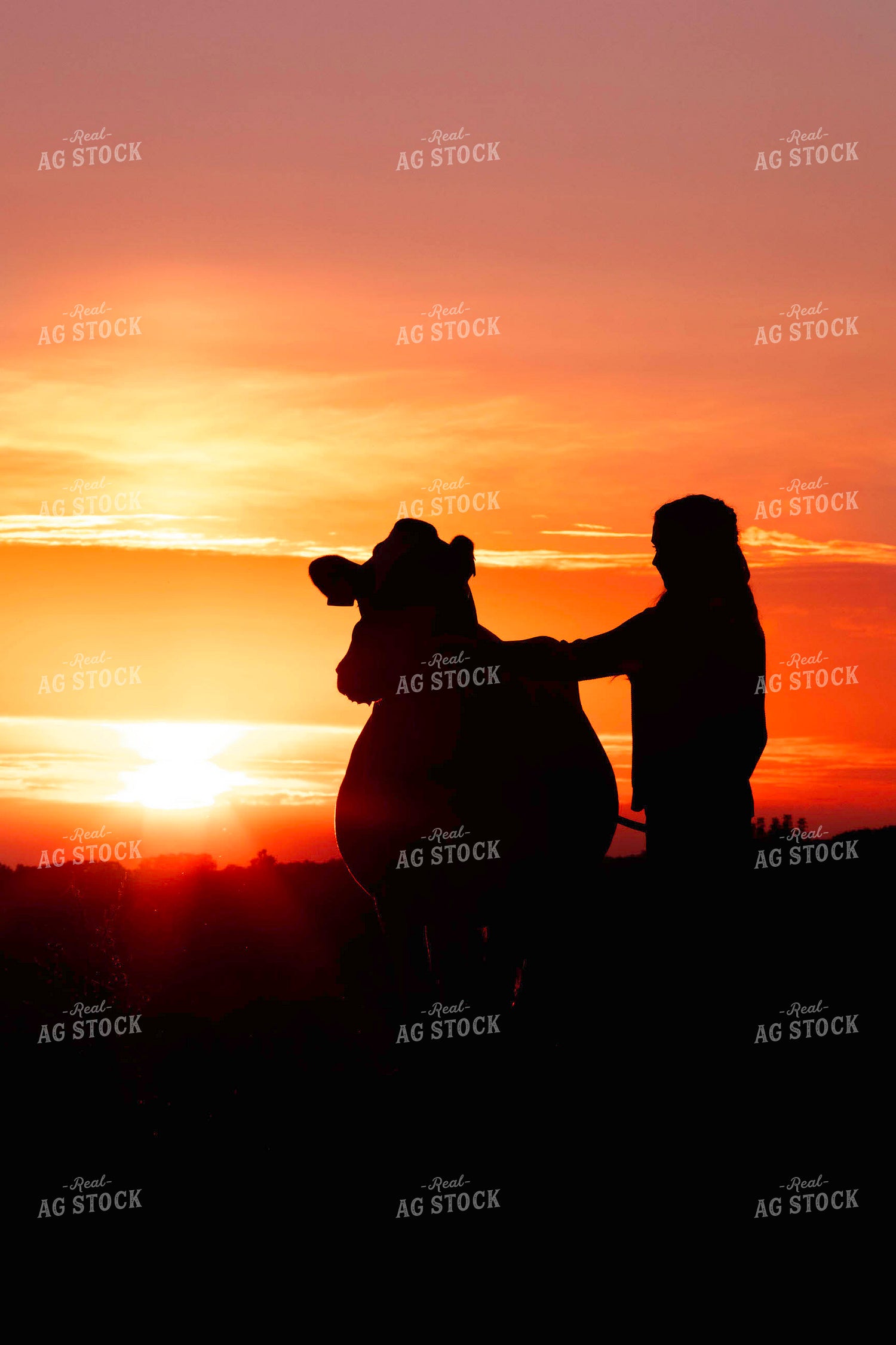Farm Kid with Show Cow 55177