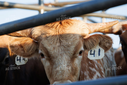 Cattle in Chute 52890
