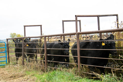 Working Cattle 214257