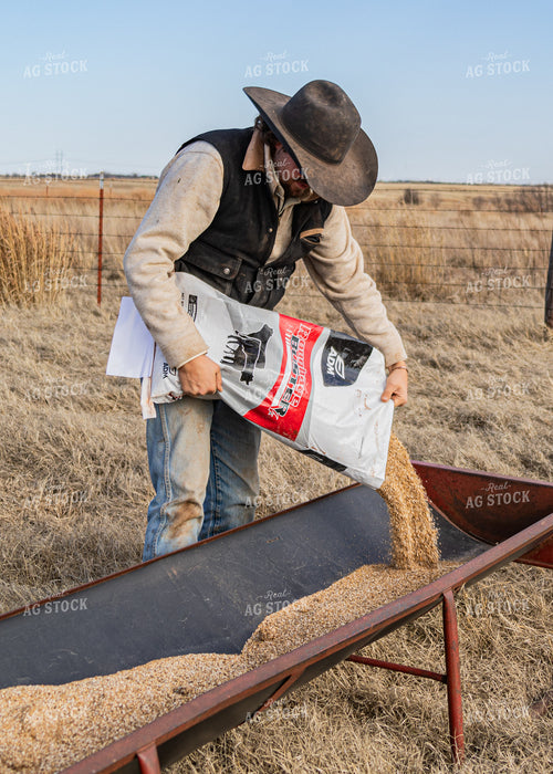 Rancher Feeding Cattle 231044