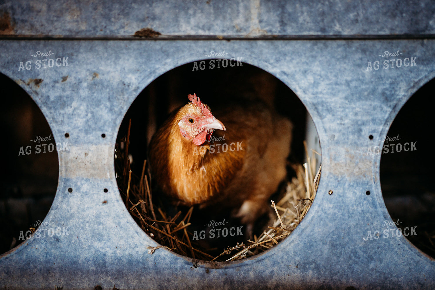 Chickens Eating 196282