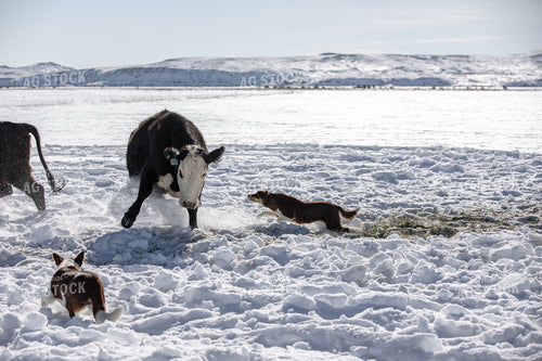 Dogs Herding Cattle 304014