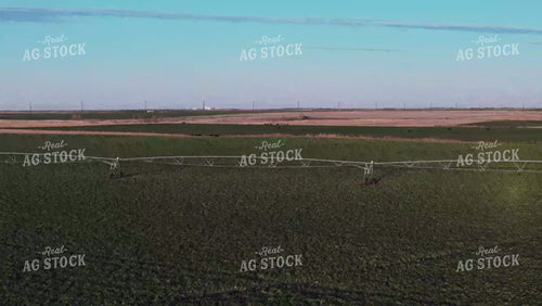 Irrigation on Cover Crop 239108