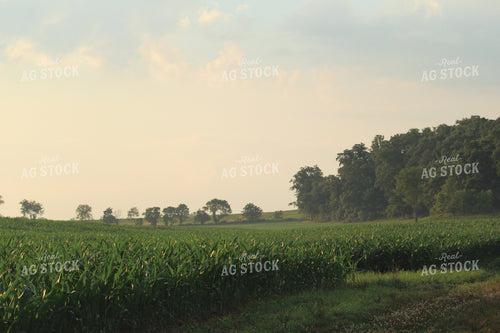 Corn Mid-Season 52023