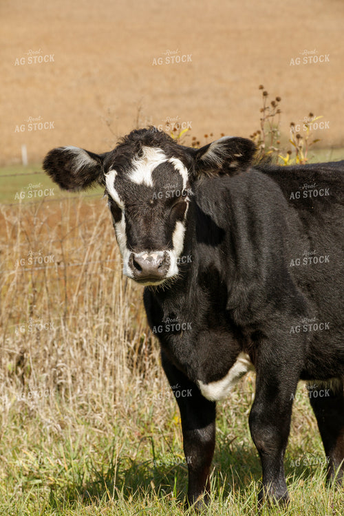Angus Cross on Pasture 145037