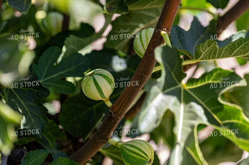 Figs 276017