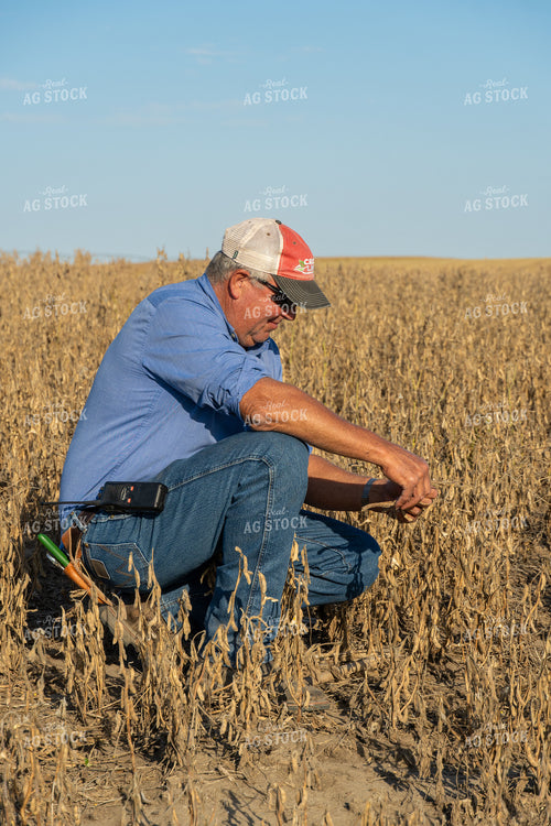 Farmer in Hail Damaged Soybean Field 65080