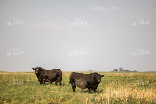 Angus Bulls 72183