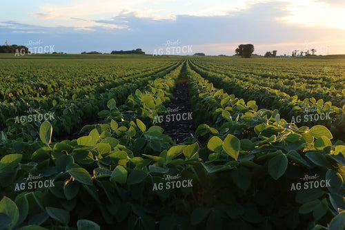 Midseason Soybean Field 257001