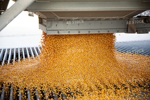 Semi Delivering Corn 286019