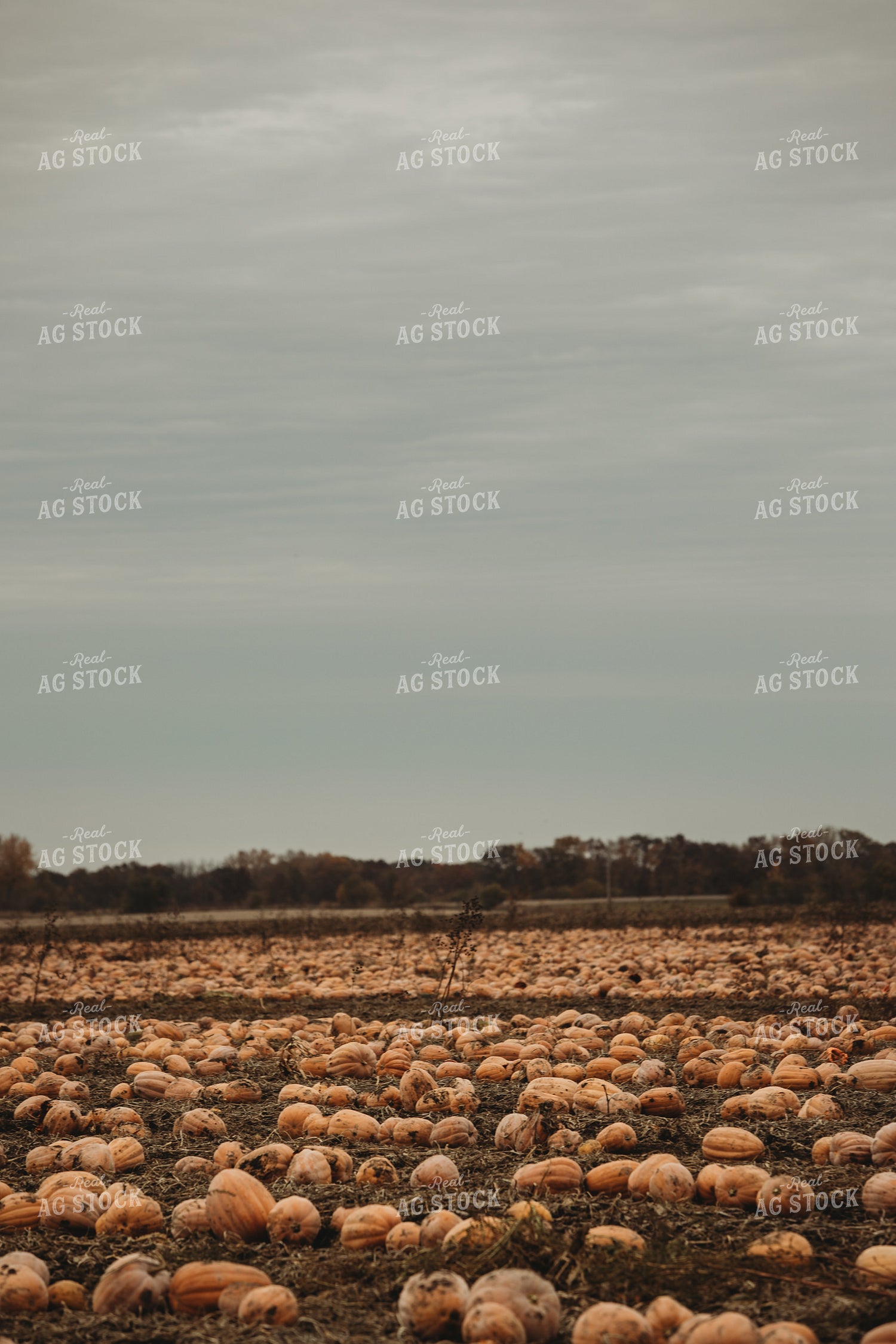 Food Pumpkins 3541