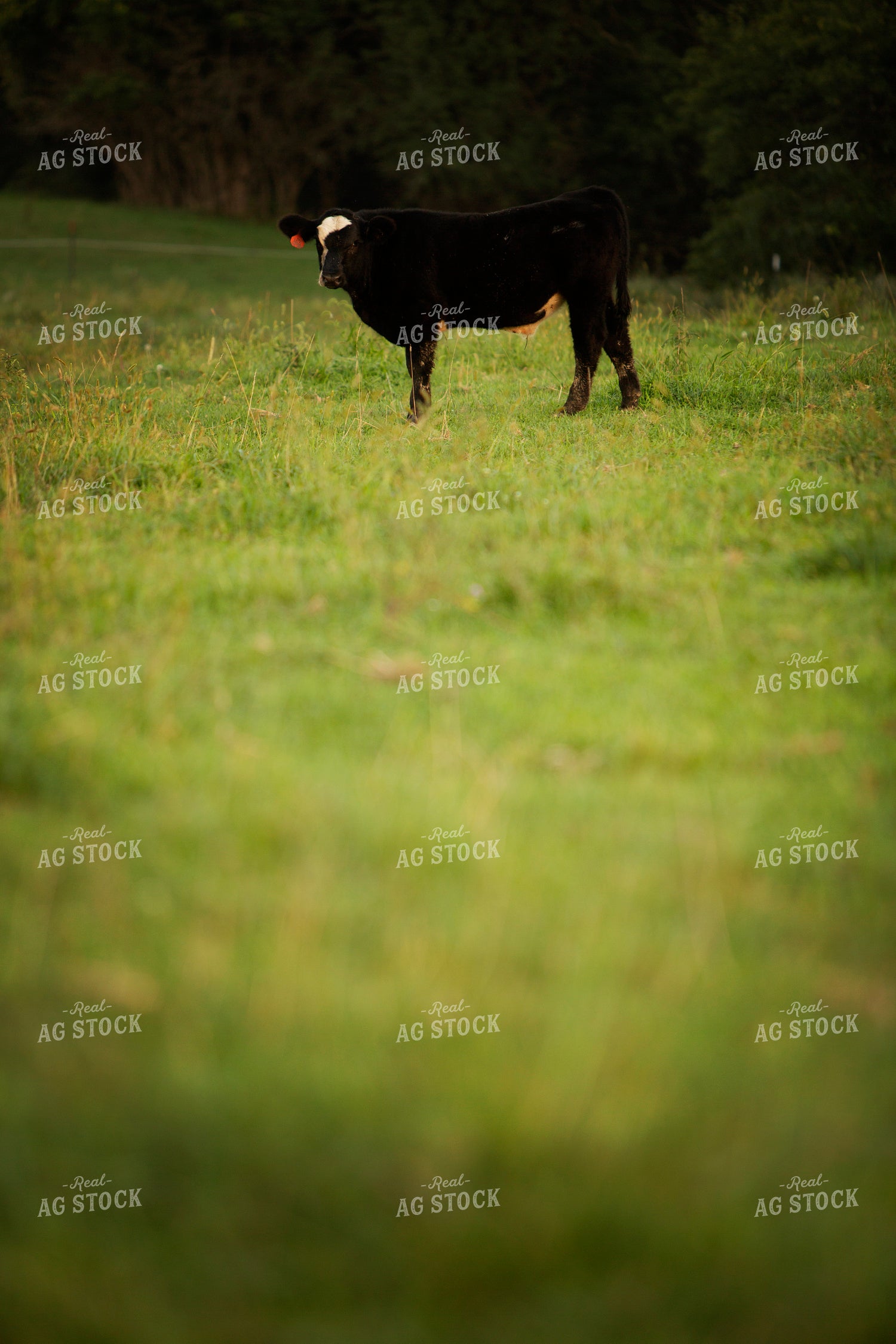 Cattle 2441