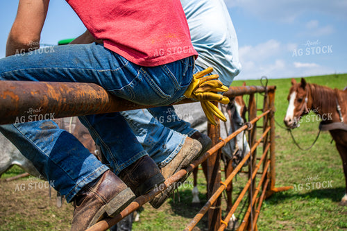 Ranchers Working Cattle 214221