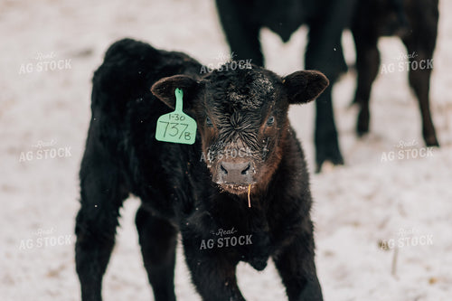 Winter Calves in Snow 53094