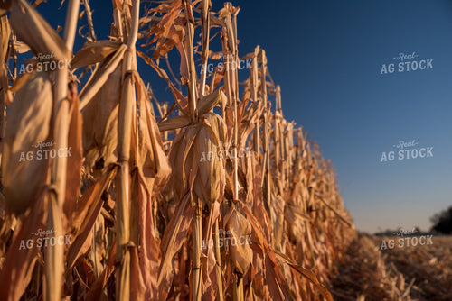 Dried Corn 76719