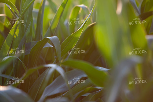 Corn - Mid-Season 1252