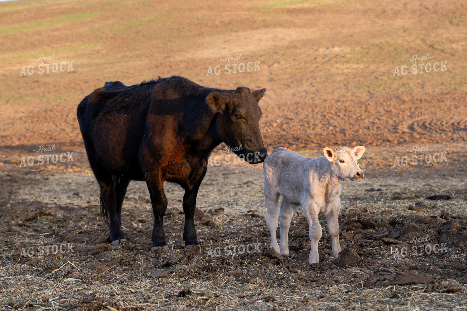 Mother Cow and Calf Bonding in a Pasture During Sunrise 65329