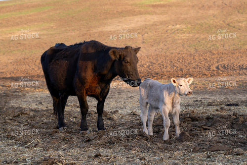 Mother Cow and Calf Bonding in a Pasture During Sunrise 65329