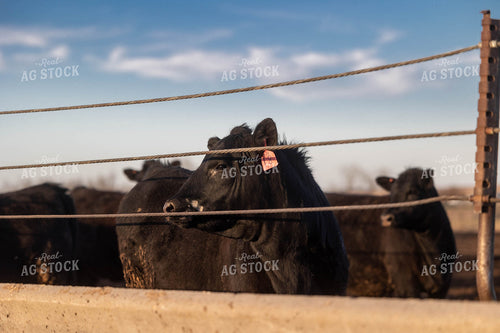 Cattle on Feedlot 72145