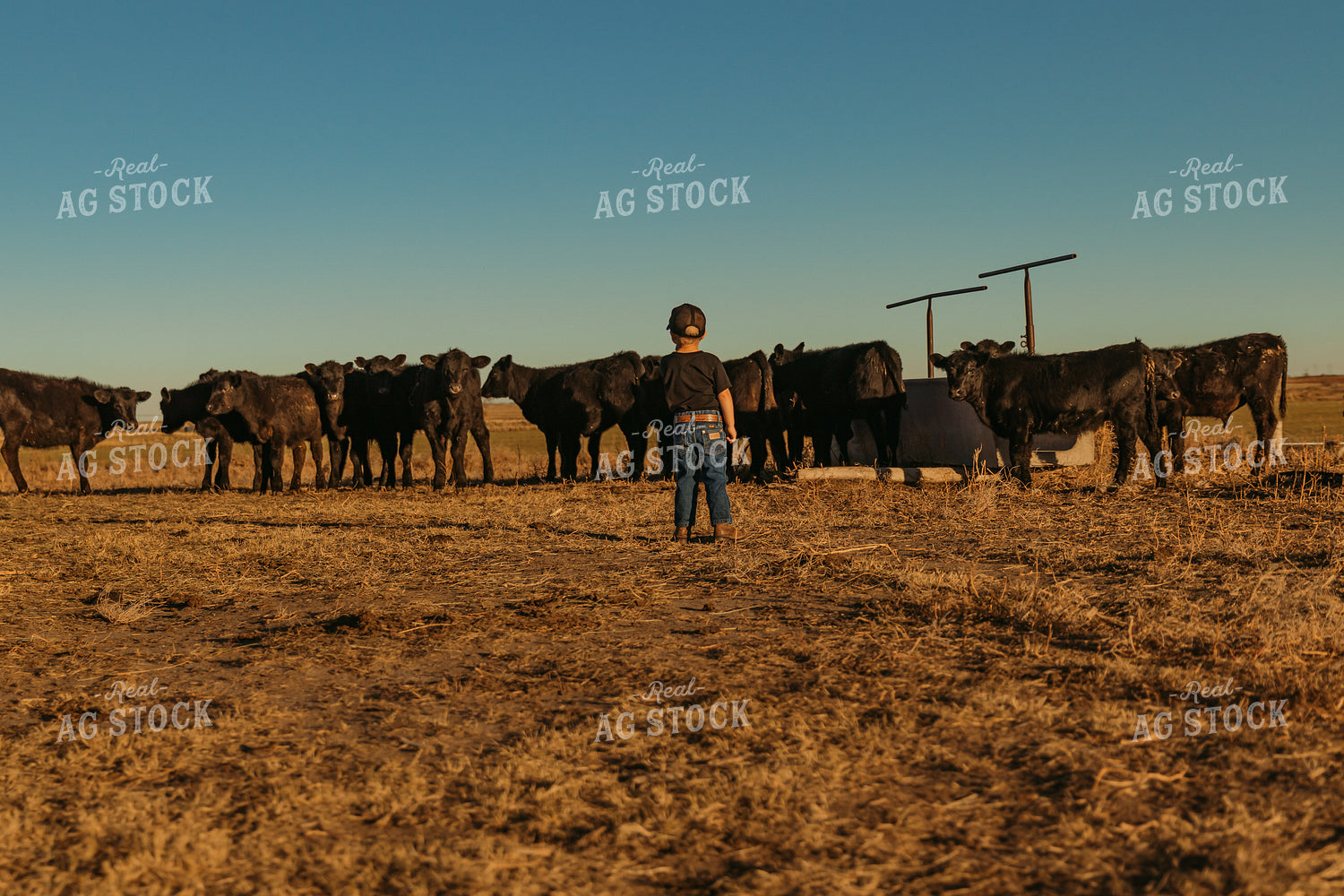 Angus Cattle in Pasture with Farm Kid 61091