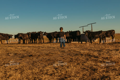 Angus Cattle in Pasture with Farm Kid 61091