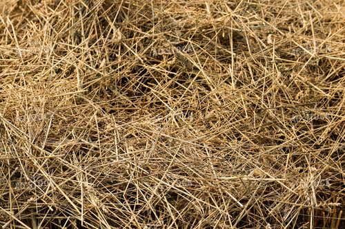 Cut Hay 52293