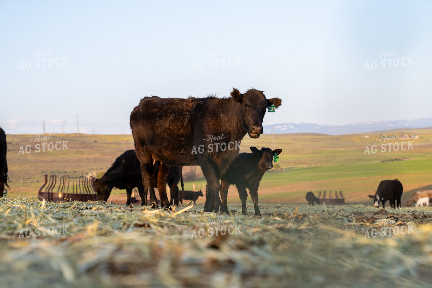 Cattle Grazing in Pastureland With Scenic Rural Background and Family Herd Bonding 65328